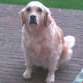 Onze Jessy...6j op deze foto