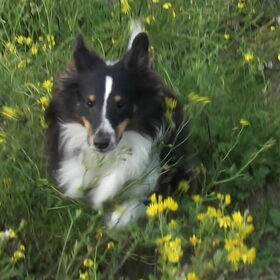 Oh, springen gaat precies wel beter ...