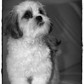 Hondenfoto van .....