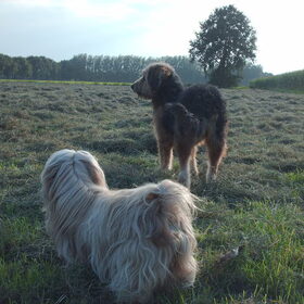 Hondenfoto van liesbeth,Turbo,Luna, Levi en Faith