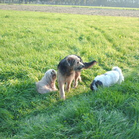 Hondenfoto van liesbeth,Turbo,Luna, Levi en Faith