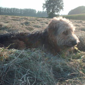 Hondenfoto van liesbeth,Turbo,Luna, Levi en Faith