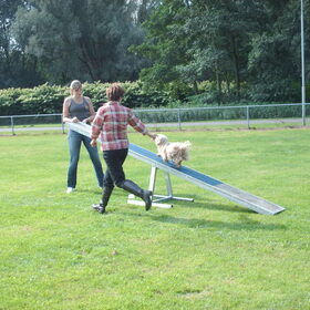Hondenfoto van liesbeth,Turbo,Luna, Levi en Faith