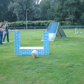 Hondenfoto van liesbeth,Turbo,Luna, Levi en Faith