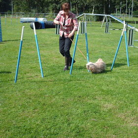 Hondenfoto van liesbeth,Turbo,Luna, Levi en Faith