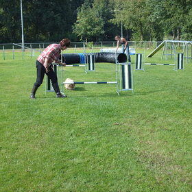 Hondenfoto van liesbeth,Turbo,Luna, Levi en Faith