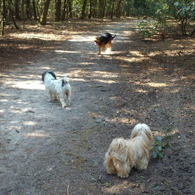 Hondenfoto van liesbeth,Turbo,Luna, Levi en Faith