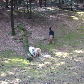Hondenfoto van liesbeth,Turbo,Luna, Levi en Faith