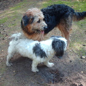 Hondenfoto van liesbeth,Turbo,Luna, Levi en Faith