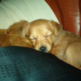Nina als pup