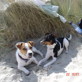 Op het strand met de honden
