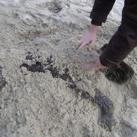 fester had in wat poep gerold en toen moesten we hem schoonmaken…