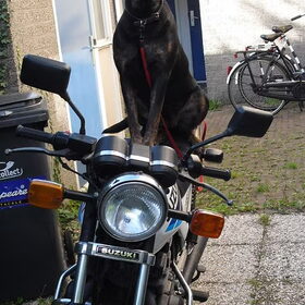 Joy op de motor