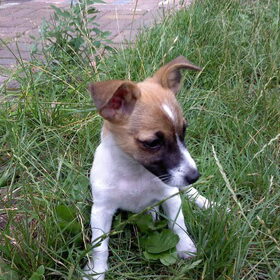 Luna 10 wk