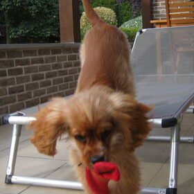 sprongetjeee (5 maanden)