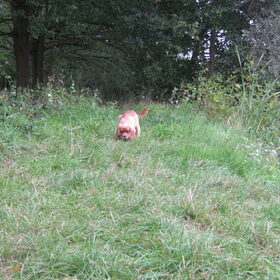 tussen het gras