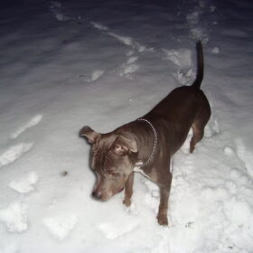 Luna afgelopen winter in de sneeuw, dat was pret!!