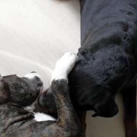 Samen kroelen