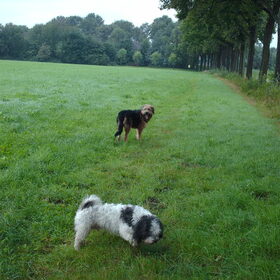 Hondenfoto van liesbeth,Turbo,Luna, Levi en Faith