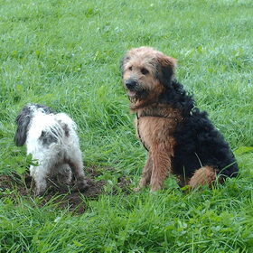 Hondenfoto van liesbeth,Turbo,Luna, Levi en Faith