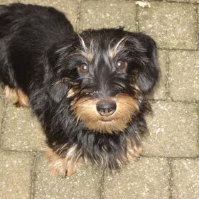 Goddess Van Lotenthal op stap