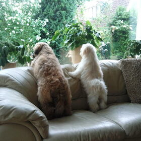 Samen met Buddy de wacht houden