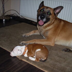 ook december 2008