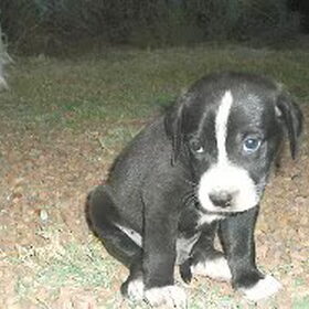 Vega, mijn tweede foster hondje. Ze is nog een pup, hoe oud…