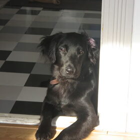 Luca in 2010. Mijn moeders hond