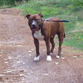 Bruno in het bos