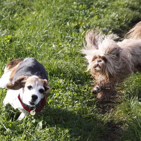 Hondenfoto van liesbeth,Turbo,Luna, Levi en Faith