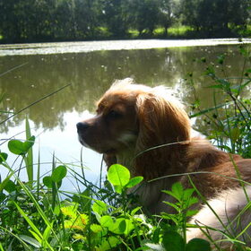 liggen aan het water