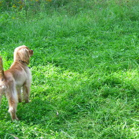 in het grasveld