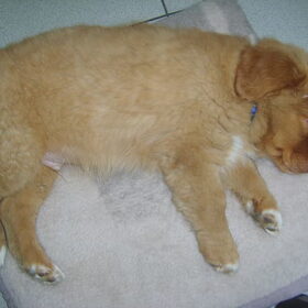 hoe lief