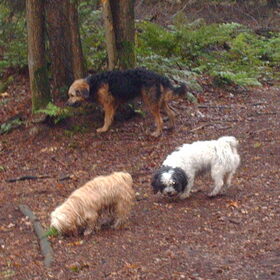Hondenfoto van liesbeth,Turbo,Luna, Levi en Faith