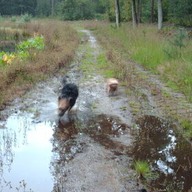 Hondenfoto van liesbeth,Turbo,Luna, Levi en Faith