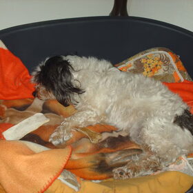 Hondenfoto van liesbeth,Turbo,Luna, Levi en Faith