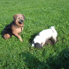 Hondenfoto van liesbeth,Turbo,Luna, Levi en Faith