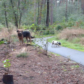 Hondenfoto van liesbeth,Turbo,Luna, Levi en Faith