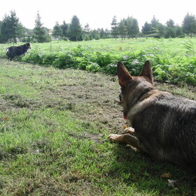 Ik ben ook een herder.. ik drijf een Aus.. (bleek later niet zo…