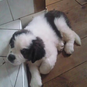 Hondenfoto van Janca & Bailey{Luna  R.I.P)