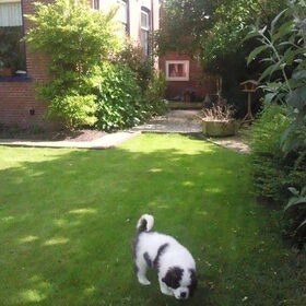 Hondenfoto van Janca & Bailey{Luna  R.I.P)