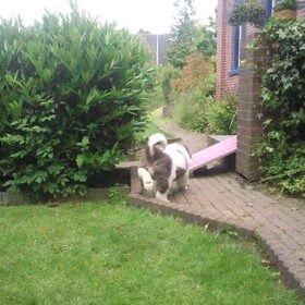 Hondenfoto van Janca & Bailey{Luna  R.I.P)