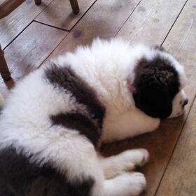 Hondenfoto van Janca & Bailey{Luna  R.I.P)