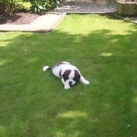 Hondenfoto van Janca & Bailey{Luna  R.I.P)