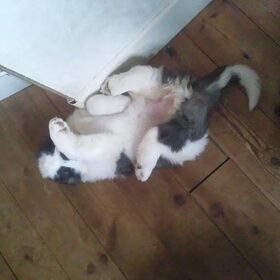 Hondenfoto van Janca & Bailey{Luna  R.I.P)