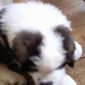 Hondenfoto van Janca & Bailey{Luna  R.I.P)