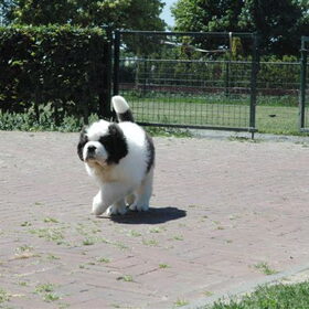 Hondenfoto van Janca & Bailey{Luna  R.I.P)
