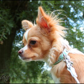 mooie foto van onze 6 maanden oude chi Jay