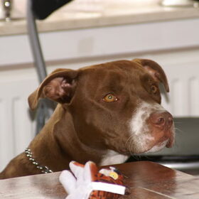 Onze mooie hond!